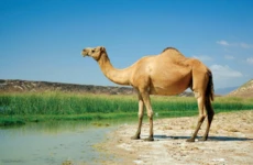 Speed camel